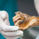Illustration for article titled Ötzi the Iceman's Gut Bacteria Can Help Us Trace Early Human Migration
